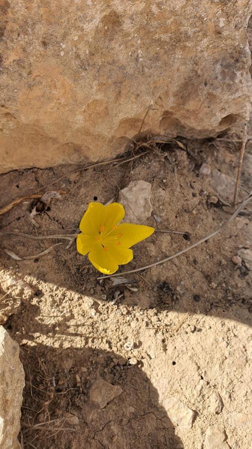 Shoshanat Hamidbar Villa Midreshet Ben Gurion Eksteriør billede