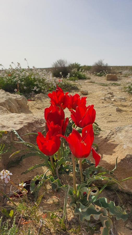 Shoshanat Hamidbar Midreshet Ben Gurion Eksteriør billede